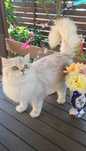 British longhair poze reale