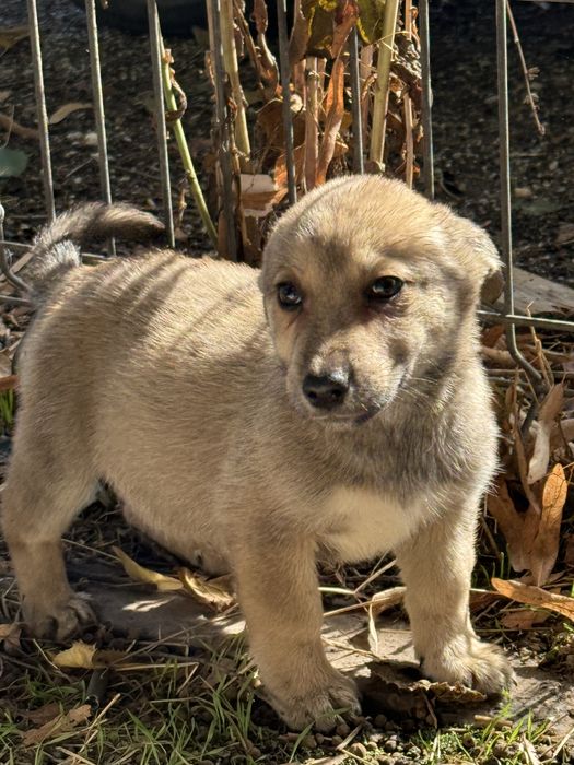 Catelusi pentru adoptie!