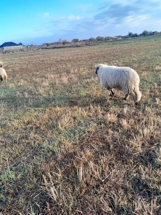 Vând un berbec de carne ,de 1 an bun de monta sau de tăiat