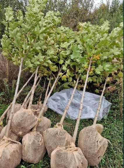 Mesteceni , Tei , Plante Foioase de sezon