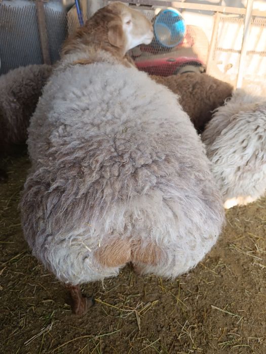 Кошкар год и 5 месяца