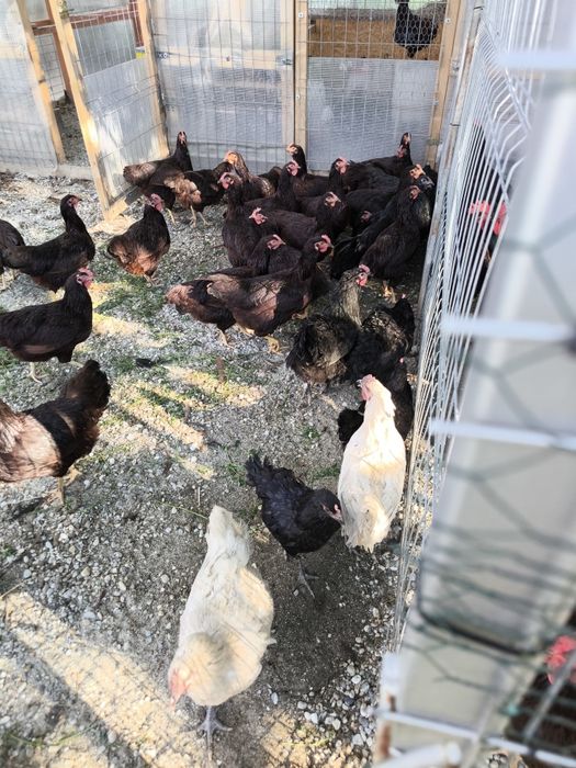 Cocosi Araucana si Rhode Island