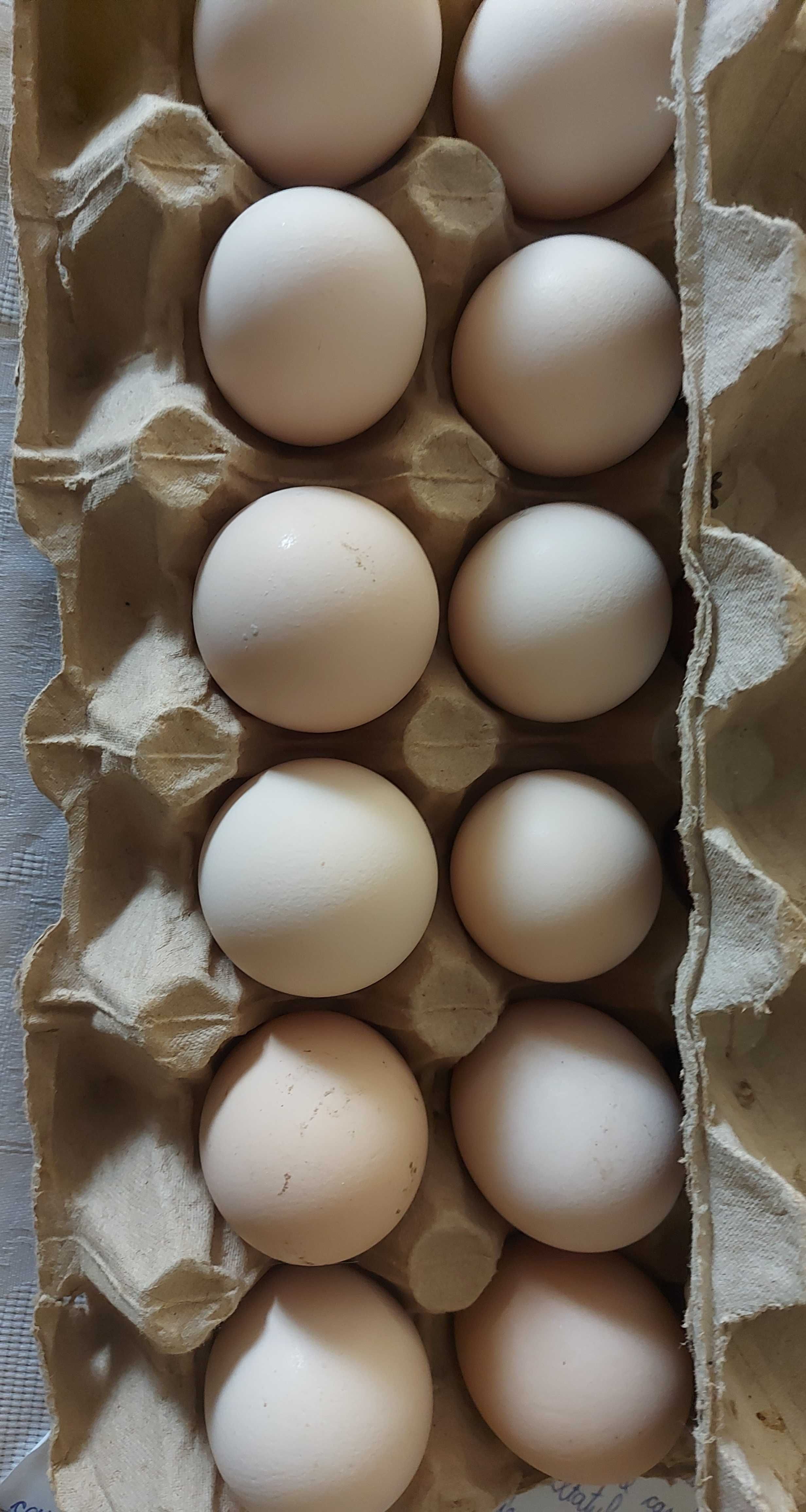 Vând ouă de gaina pentru incubat.