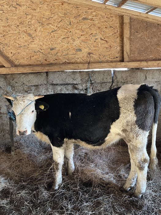 Vitica zimental cu varsta 8 luni