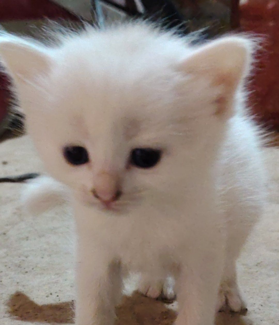 Turechkiy Angora oq va qora rangli