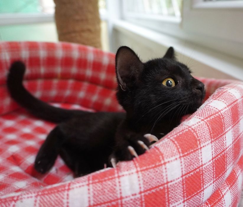 Nu te vei mai plictisi nicio zi cu pisicul Smochină. Adopt-o!