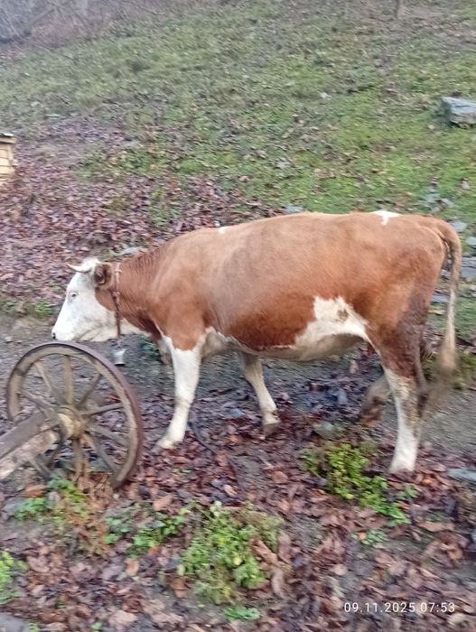 Vînd vaca bălțată româneasca