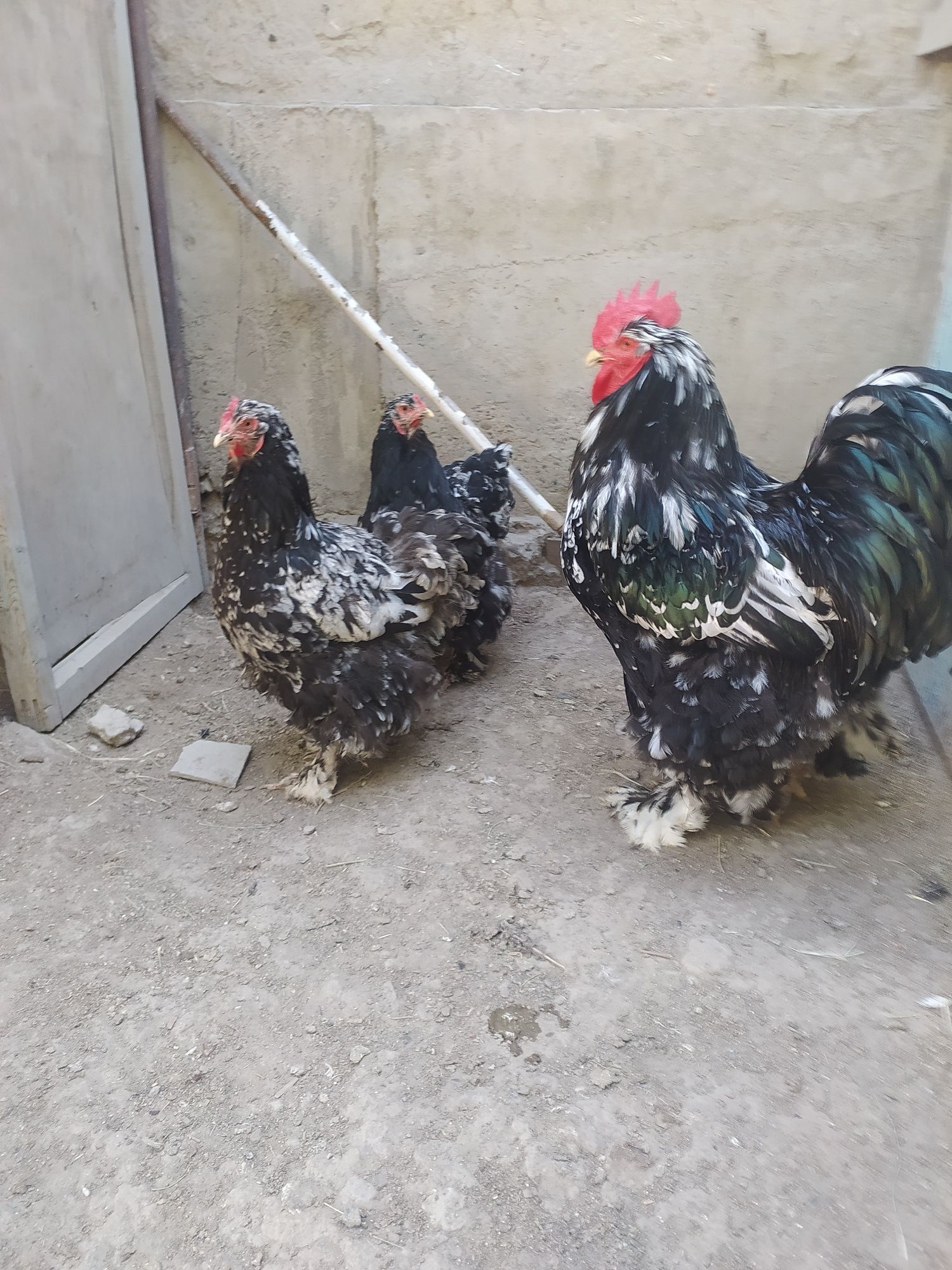 O shamo kulangi va Mramir tovuq tuxumlari
