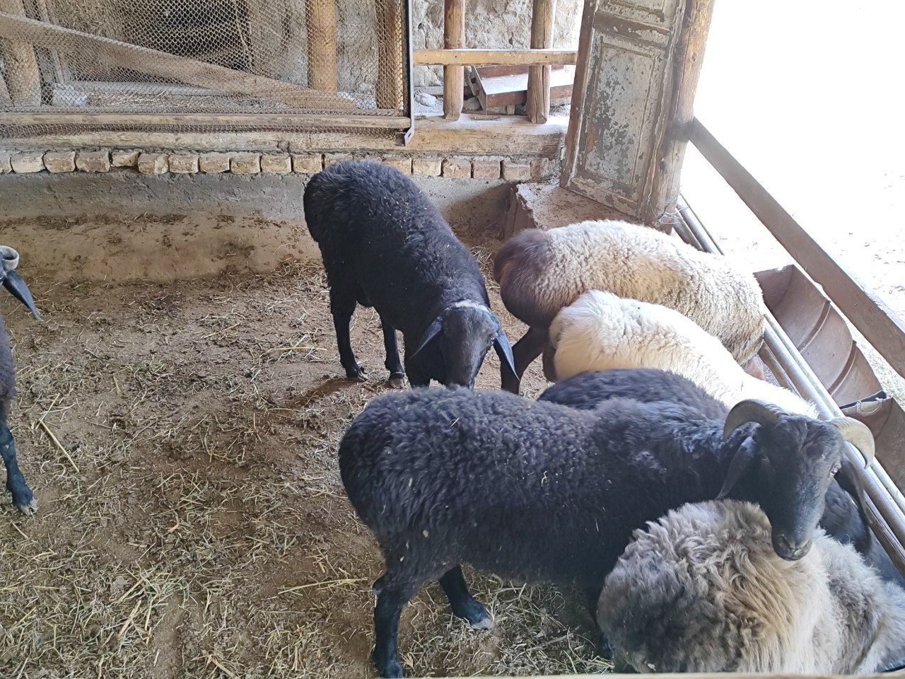 Qo'chqorlar sotiladi  7tasi ham
