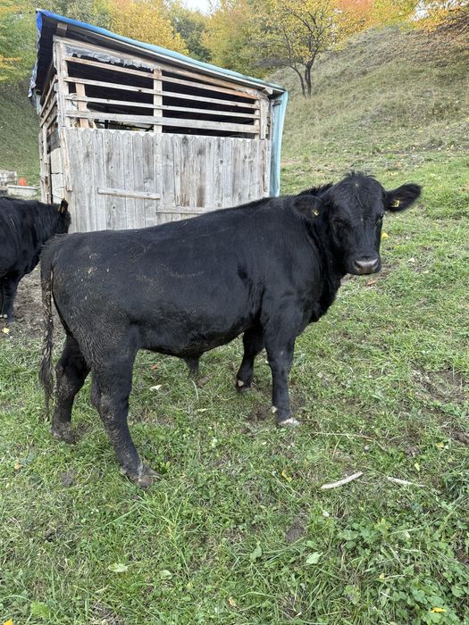 Vand 2 vitei angus