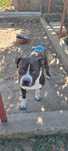 Caine Amstaff de 1 an de zile