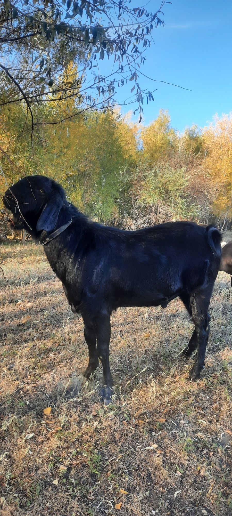 Продам англо-нубийских козликов