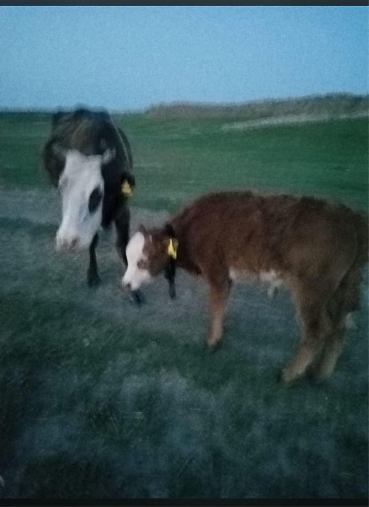 коровы вместе с теленком