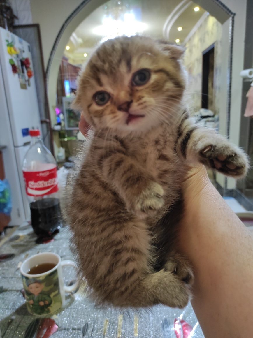 Продаются породистые котята,4девочки и 1 мальчик!
