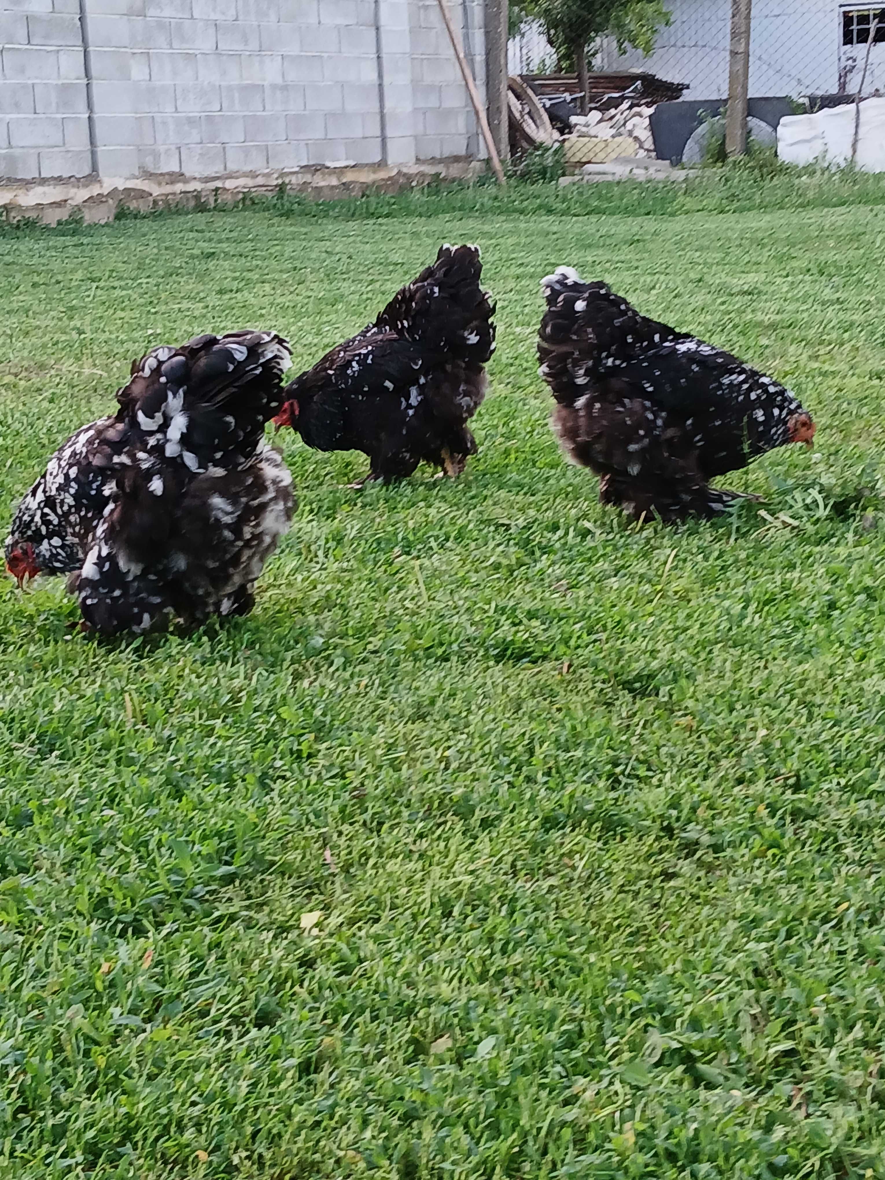 Vind familie găini brahma NEGRU BOBAT.