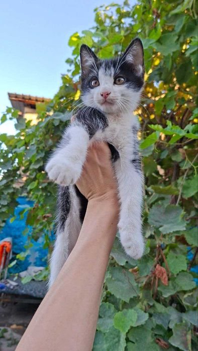 Пристраиваются в добрые руки котята