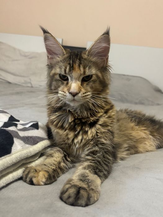 Котенца Мейн Куун