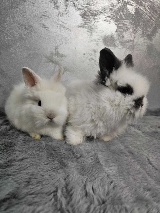 Iepurași pitici Cap de Leu – diverse culori