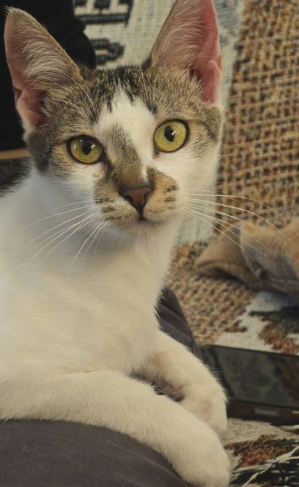 Adoptie pisică de un an short