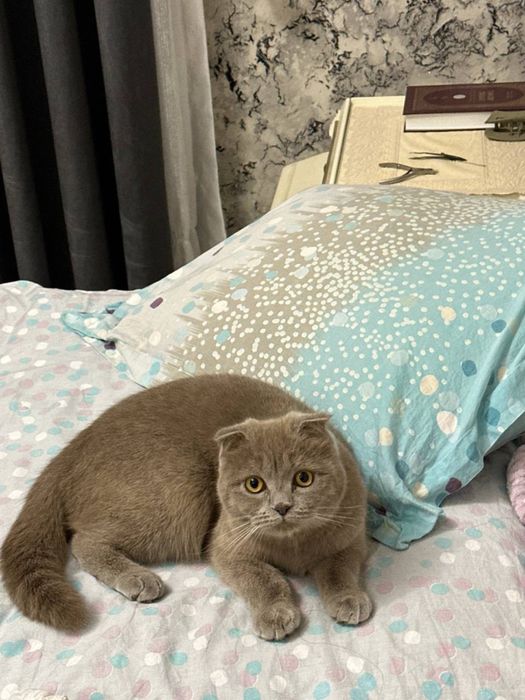 Отдам в очень очень хоршие руки свою кошочку