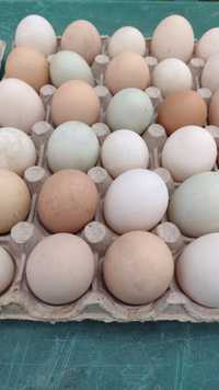 Ouă de rață , oua de bibilica,de țară
