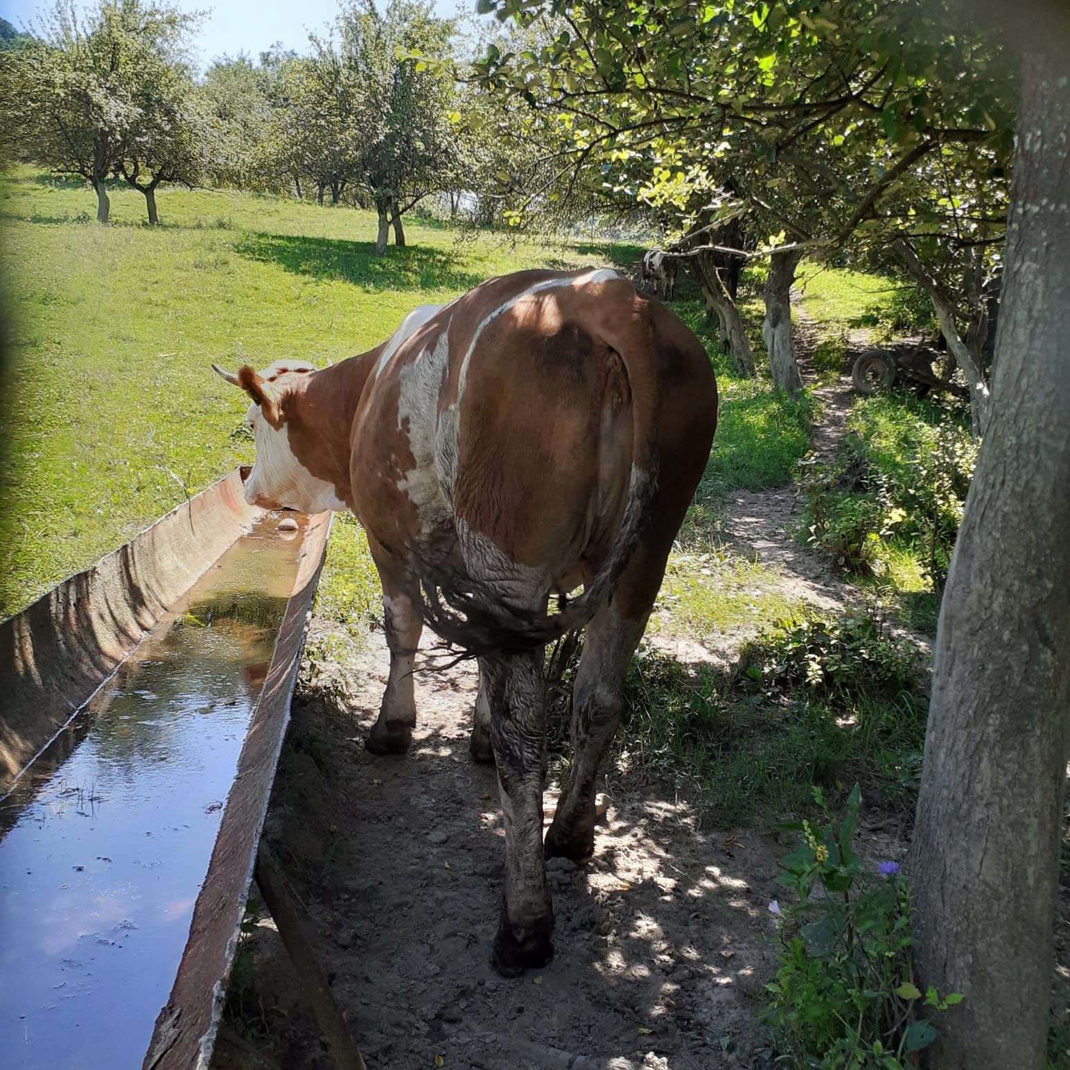 Vând 3  juninci de vaca