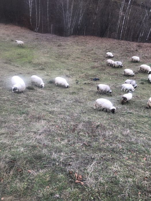 Vând oi breze de petrosani