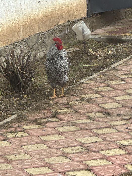 Продам петух породистый