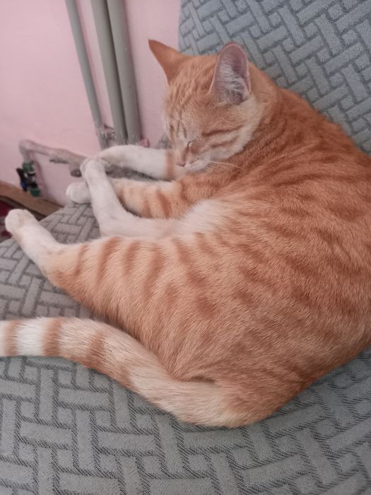 Кошка бесплатно отдам