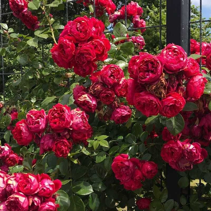 Răsad ( butas) de Trandafir rosu cățărător, p plantat