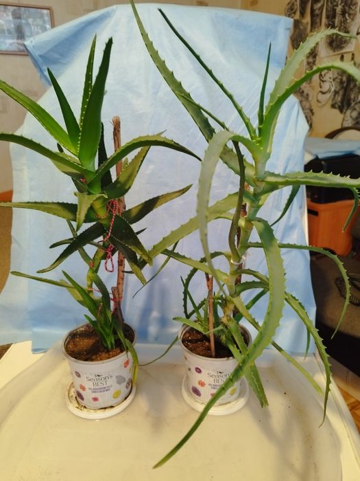 Алое    Arborescens, Barbadensis