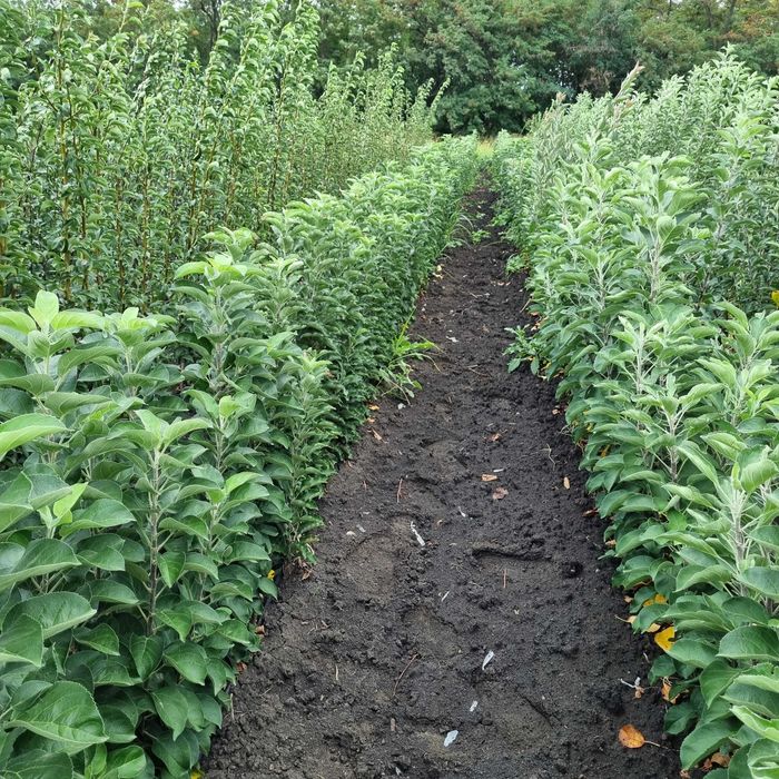 Pomi fructiferi ,vita de vie si nuc