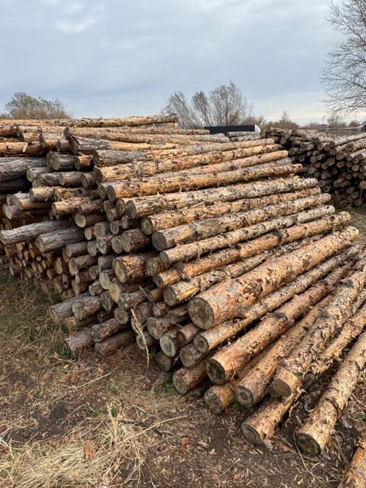 Ағаш сатылады дерево
