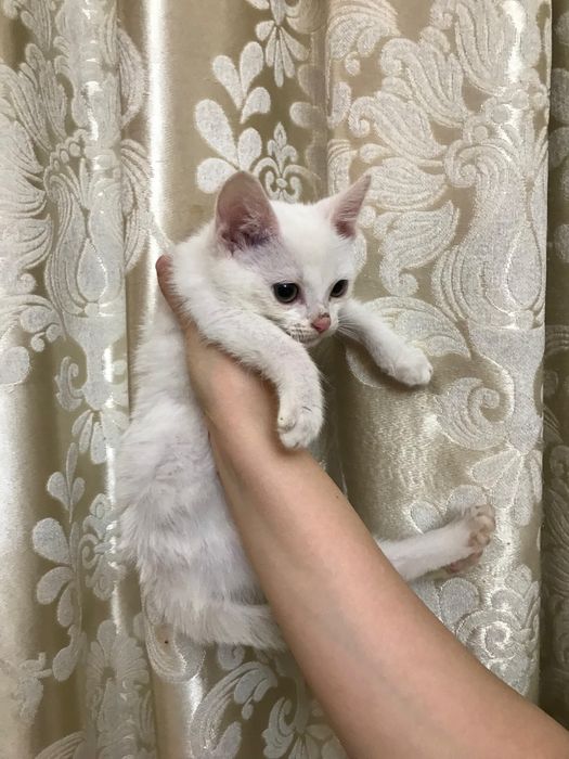 Срочно отдам в добрые руки котенка