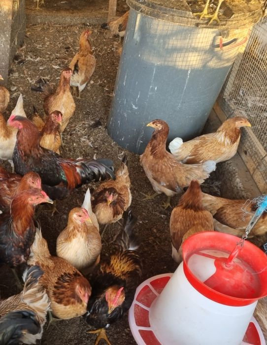 Cocoși și găini cu ouă verzi