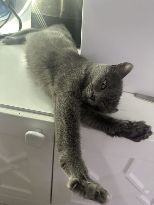 Отдам хищницу в заботливые руки