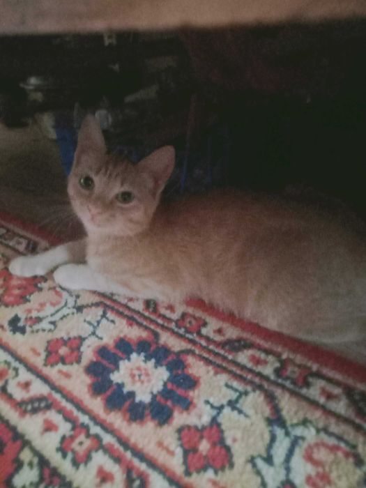 Котенок -мальчик 3 месяца  отдам