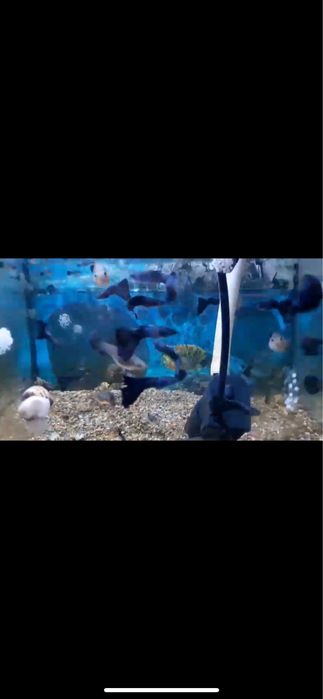 Гуппи московская синяя