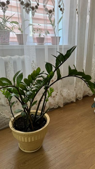 Продается цветок “ долларовый”