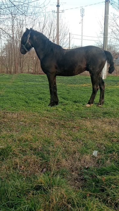 Vând armăsar de 6 ani