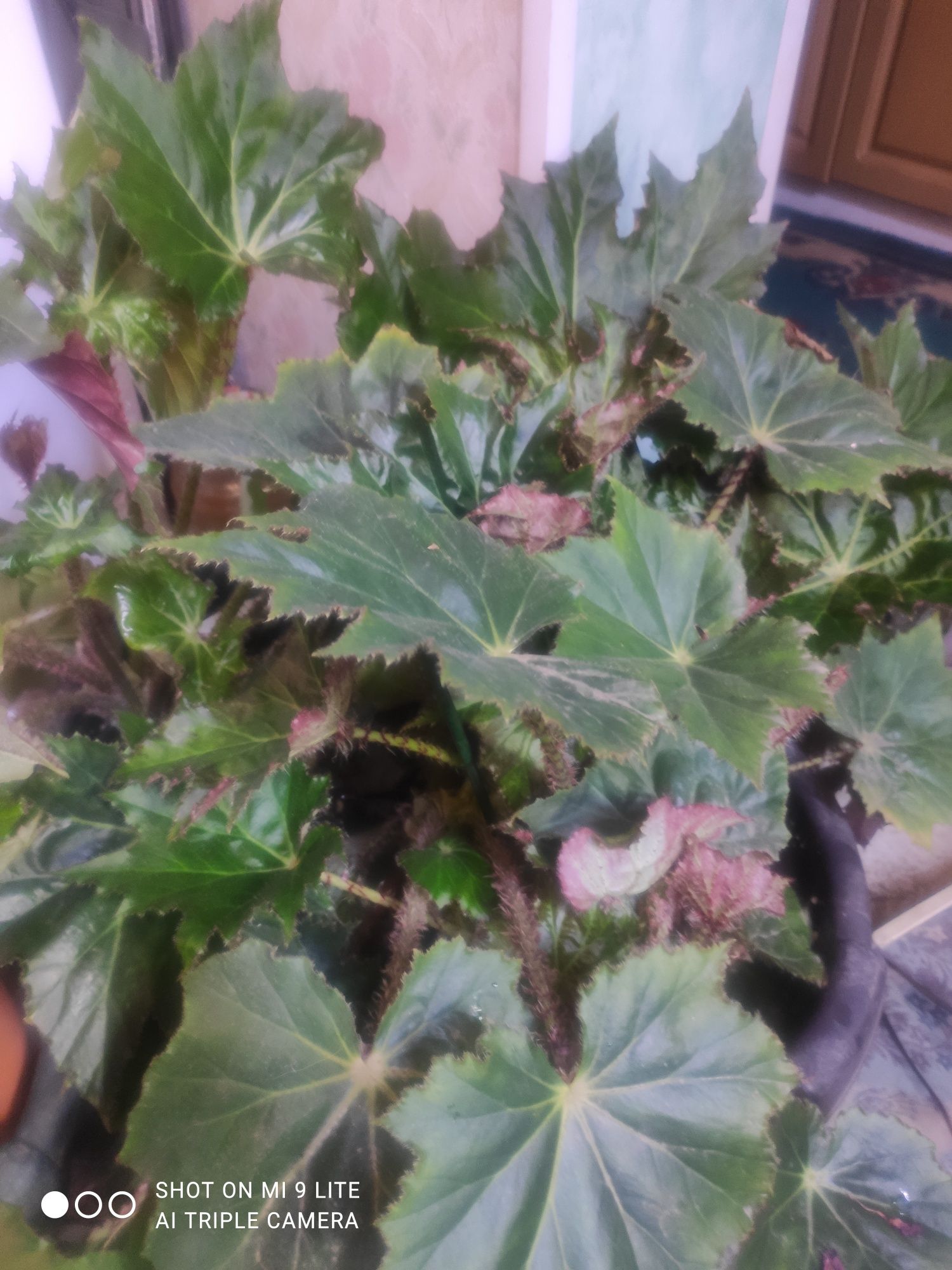 Продам каралевскую бегонию для офиса