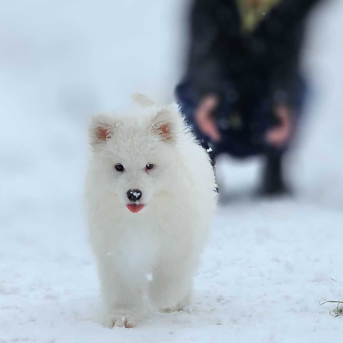 Pui rasa Samoyed