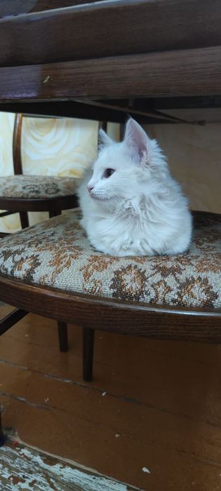 Отдам в хорошие руки котенка, кошечку