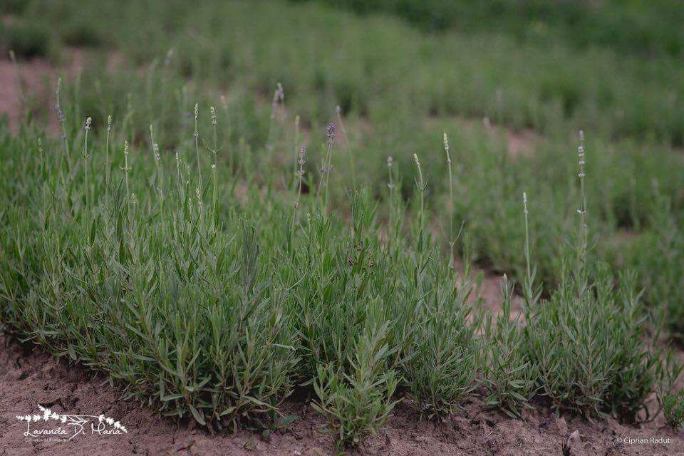 Vindem butasi Lavanda Angustifolia True