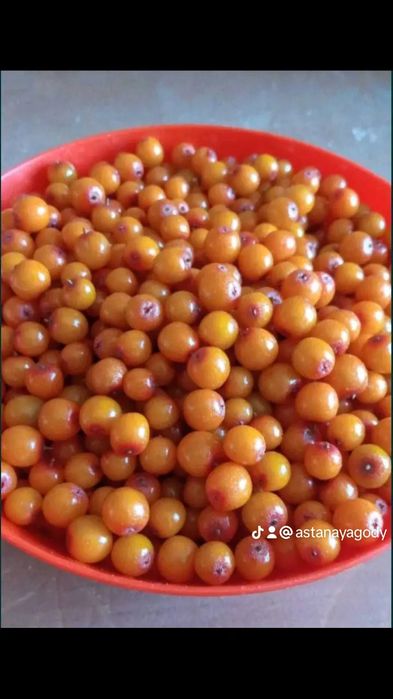 Облепиха Астана местный