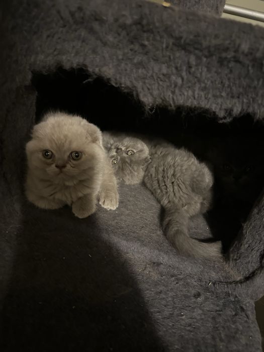 Pisicuta brittish shorthaor blue