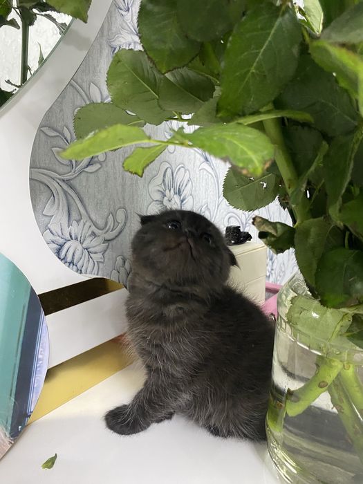 Продаются котята скотиш фолд и страйт город Наваи