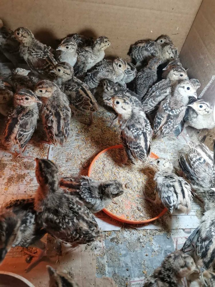 Пъдпъдъци, пилета, токачки, фазанчета, юрдечета