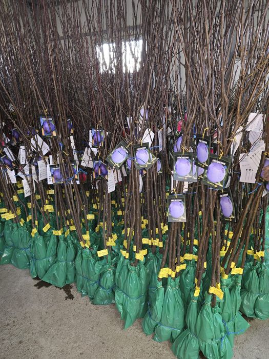 Producator vând pomi fructiferi