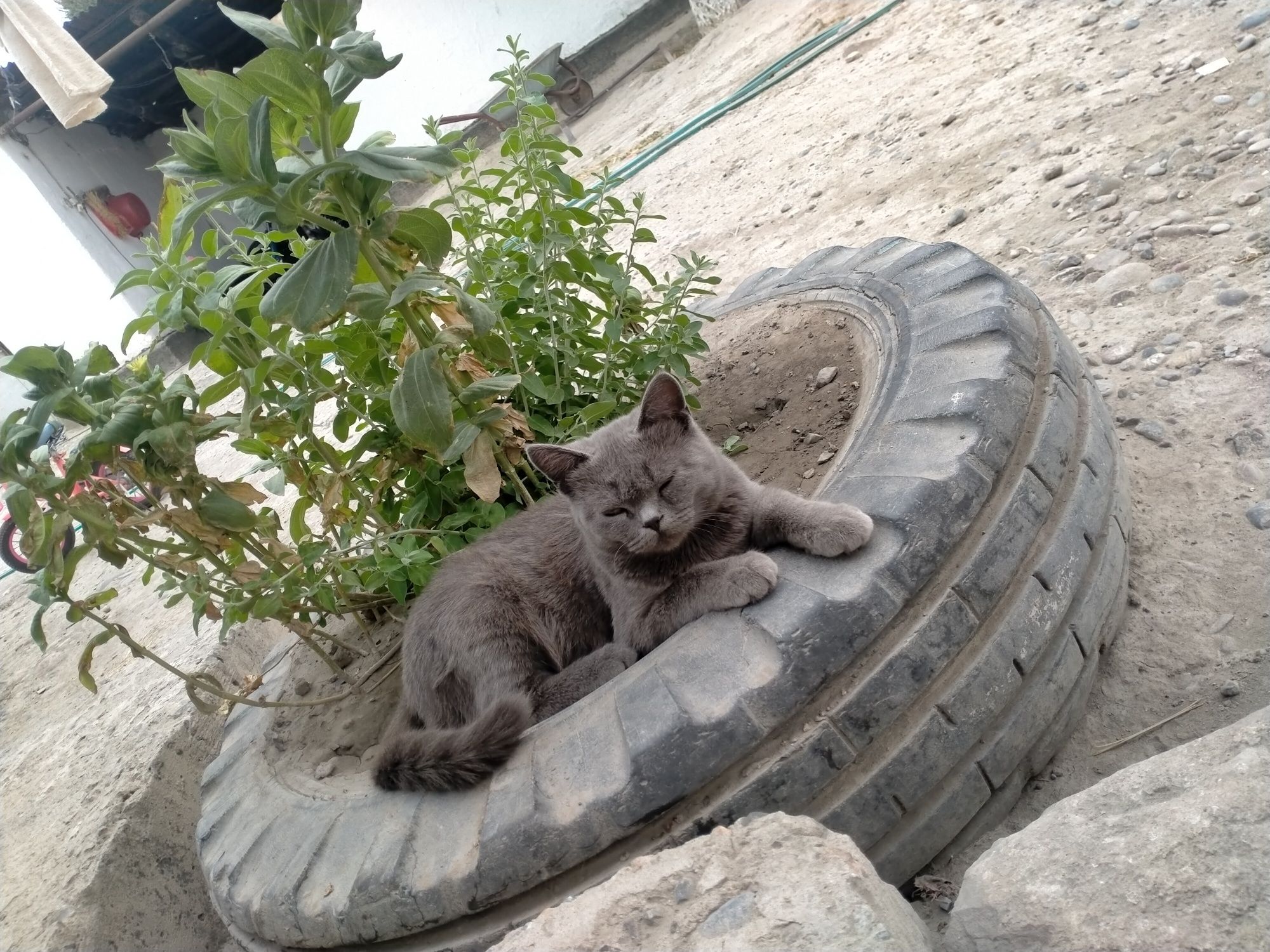 Кот продается 15000